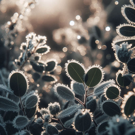 Lenny Frosted Eucalyptus Standard Clam Wax Melt